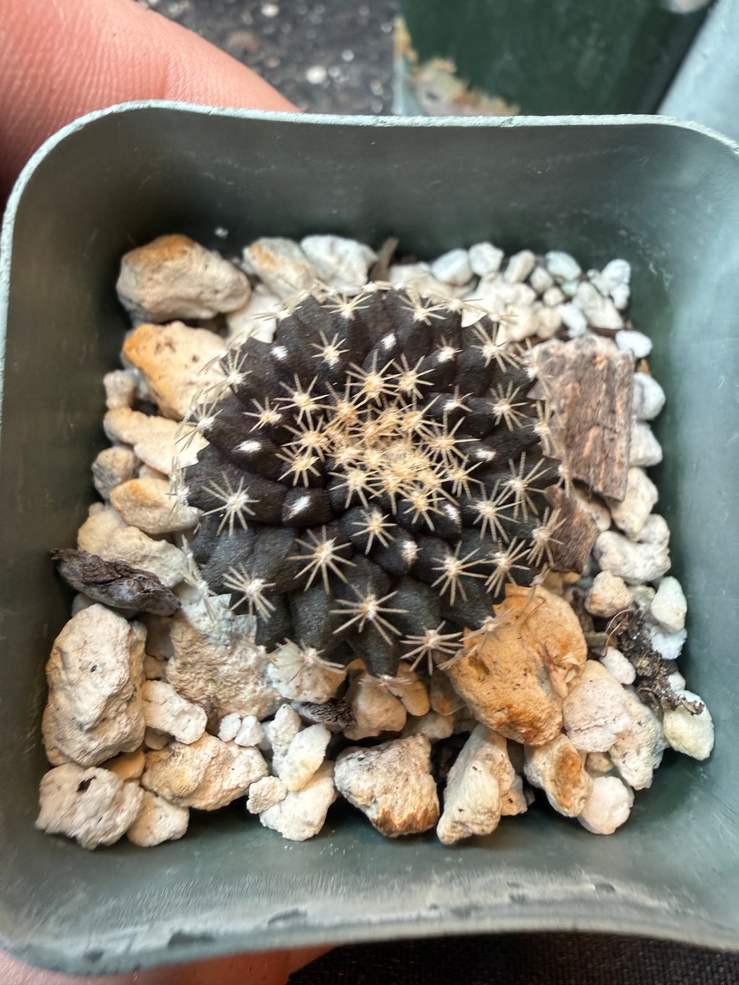 Copiapoa tennuissima from show plant 197