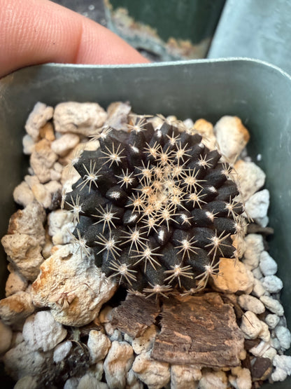 Copiapoa tennuissima from show plant 197