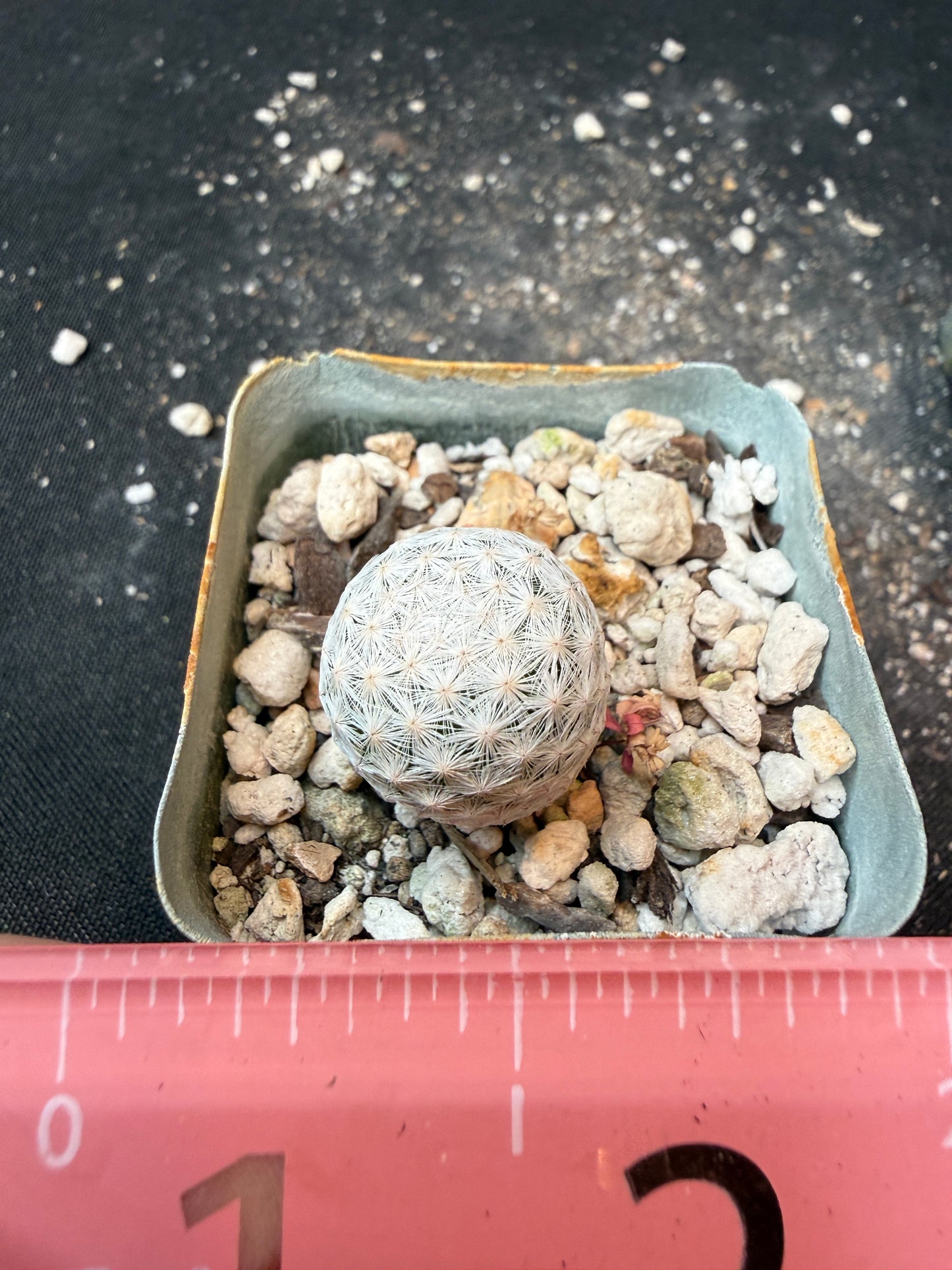 Mammillaria herrerae miniature cactus 198