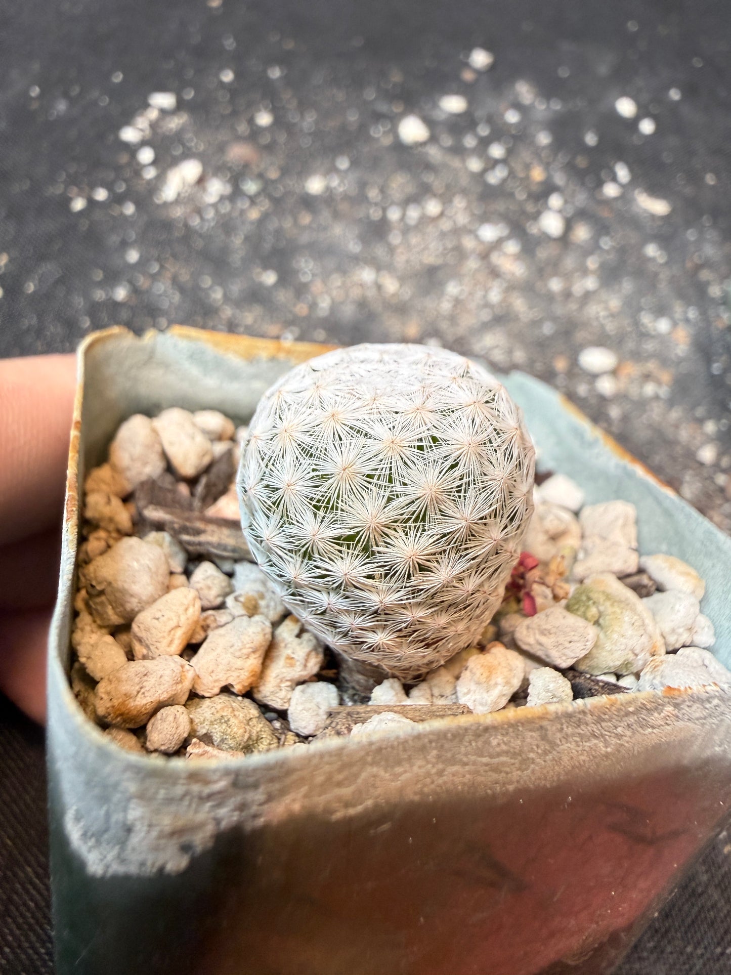 Mammillaria herrerae miniature cactus 198
