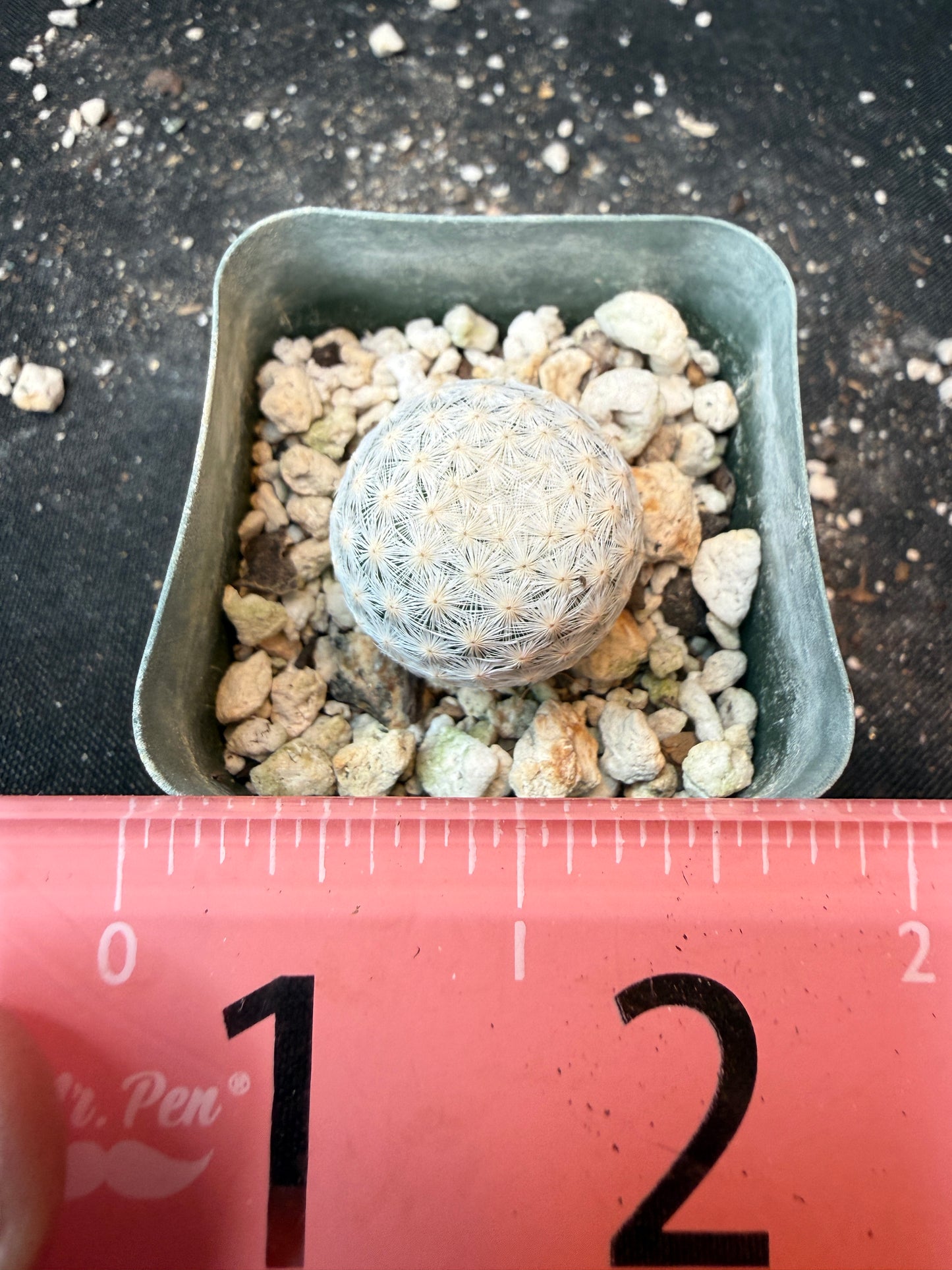 Mammillaria herrerae miniature cactus 199