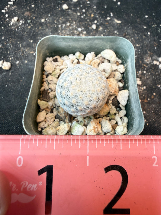 Mammillaria herrerae miniature cactus 199