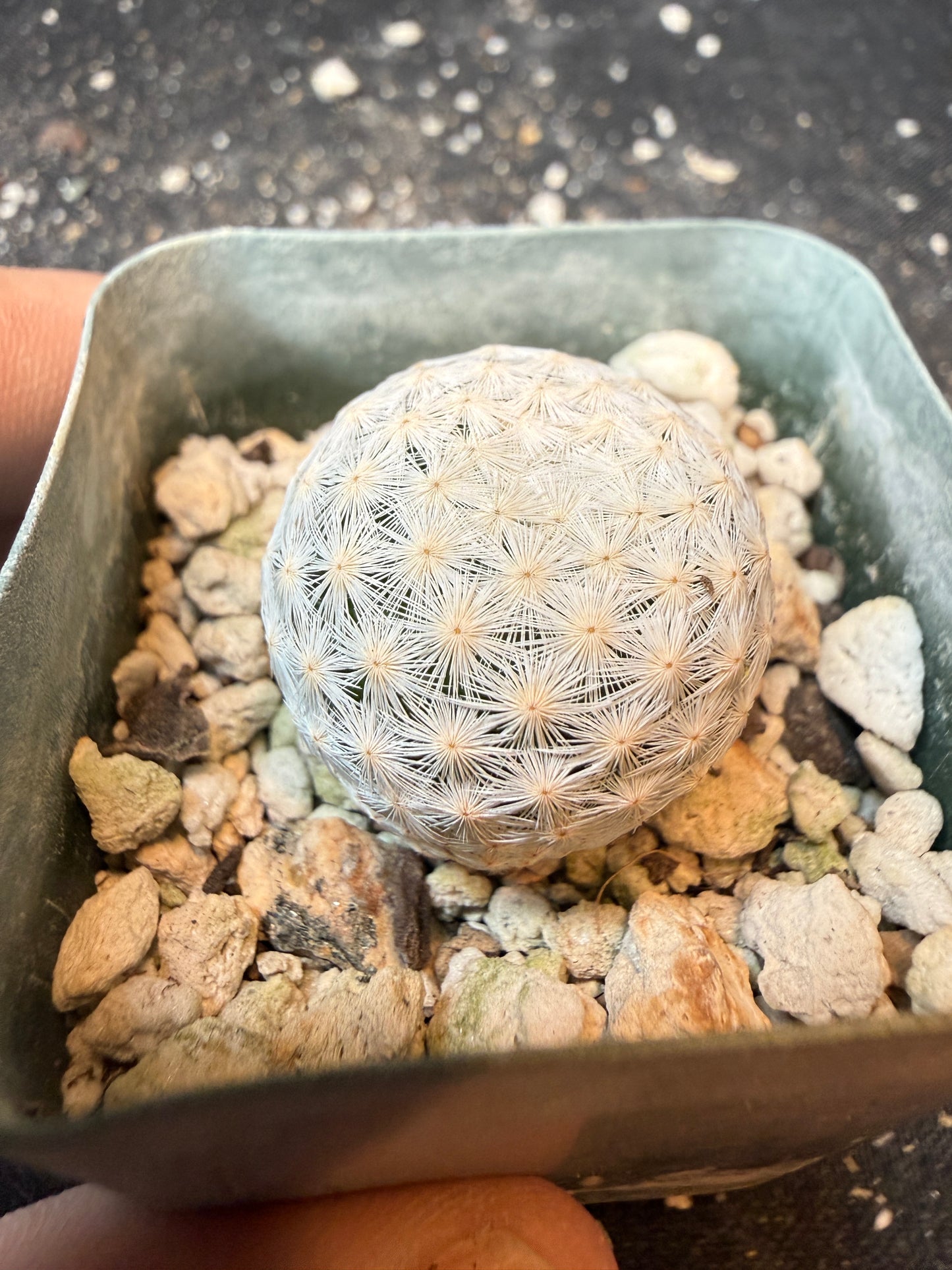 Mammillaria herrerae miniature cactus 199