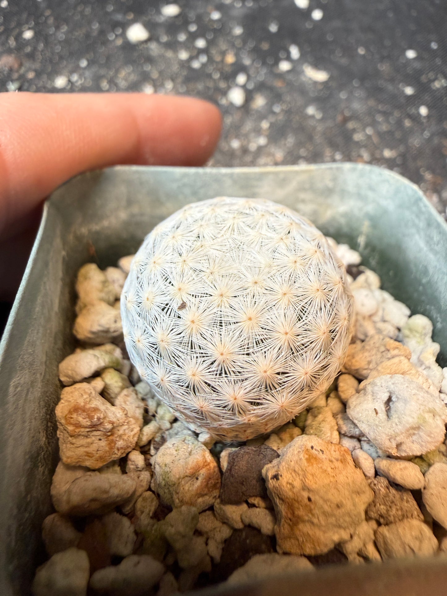 Mammillaria herrerae miniature cactus 199