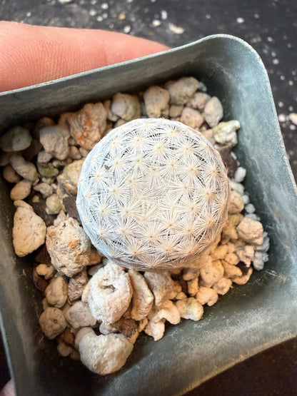 Mammillaria herrerae miniature cactus 199
