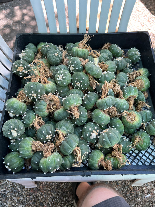 Astrophytum asterias kikko very nice plants 5 for $55 cheap deal free shipping 1.75-2inch size