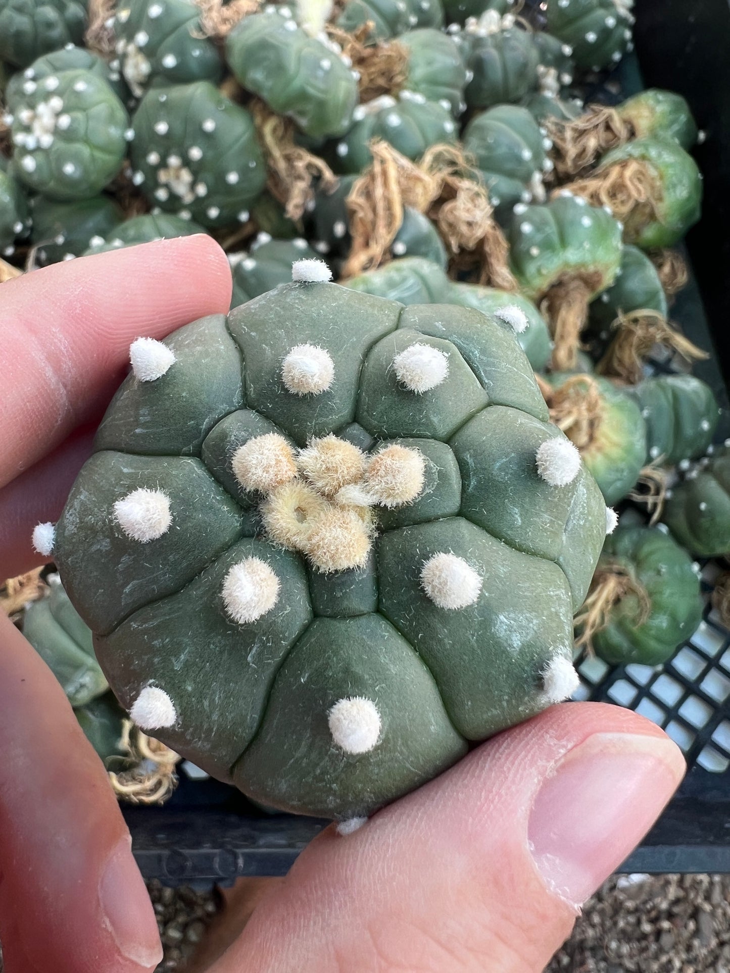 Astrophytum asterias kikko single price around 2 inch