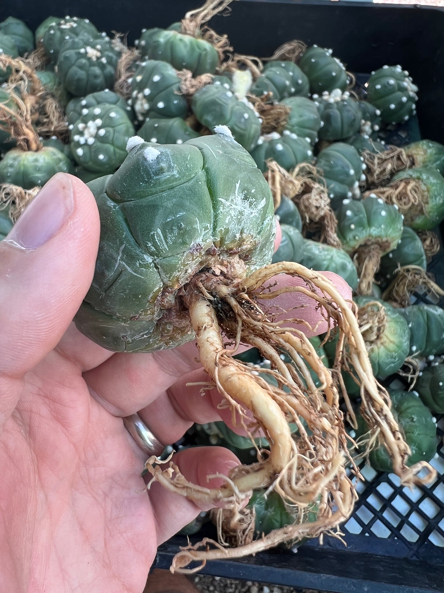 Astrophytum asterias kikko very nice plants 5 for $55 cheap deal free shipping 1.75-2inch size