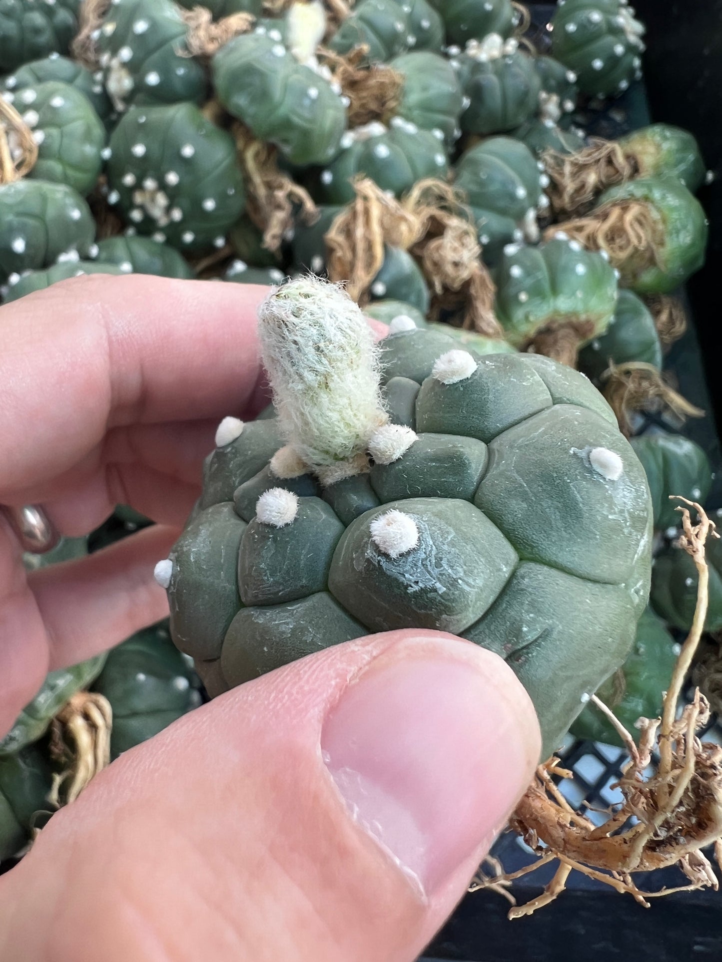 Astrophytum asterias kikko very nice plants 5 for $55 cheap deal free shipping 1.75-2inch size