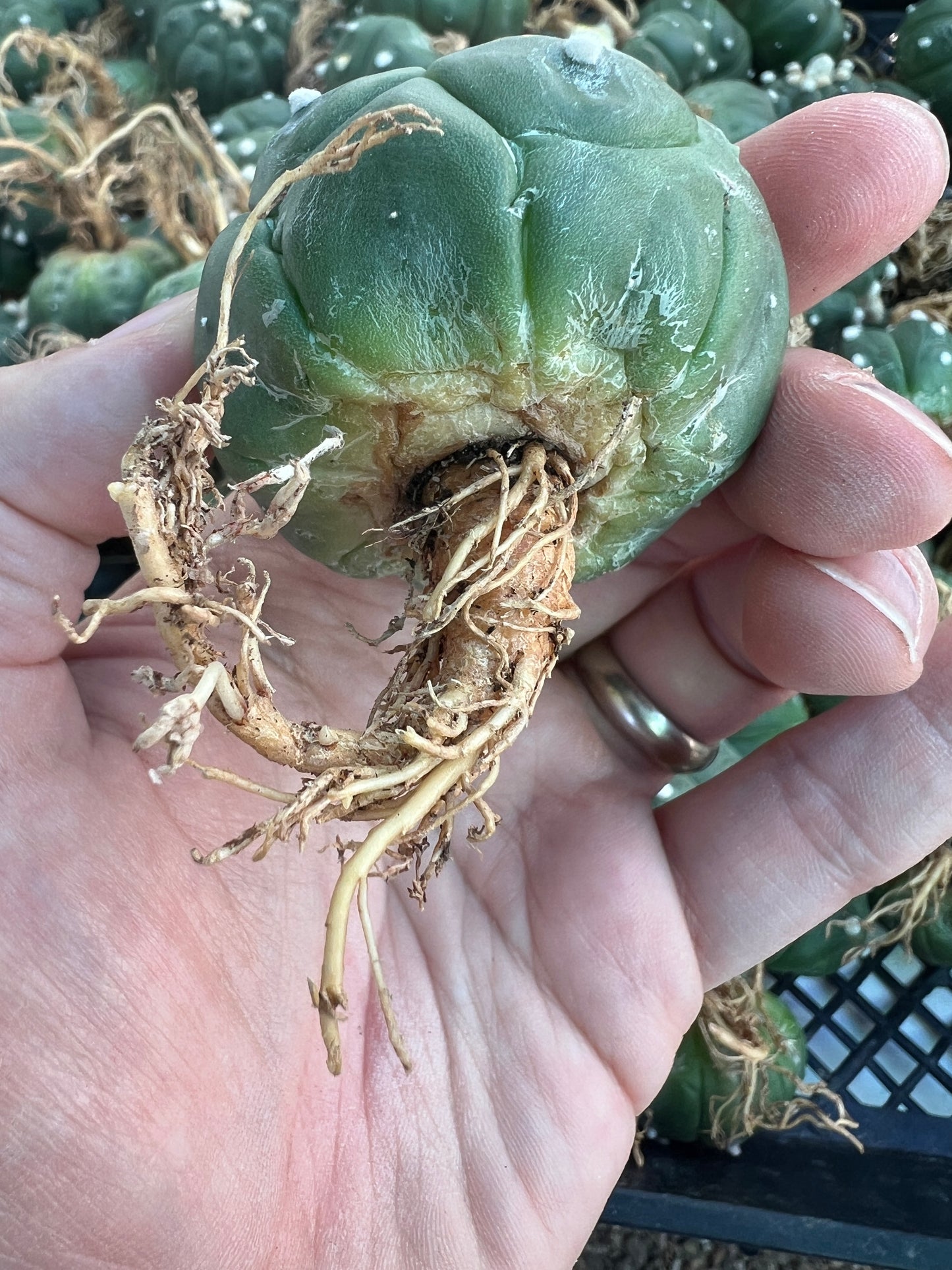 Astrophytum asterias kikko single price around 2 inch