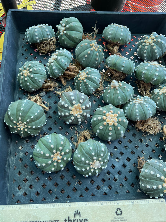 Astrophytum asterias large plant >3 inch, 3 plants for 60$ shipped