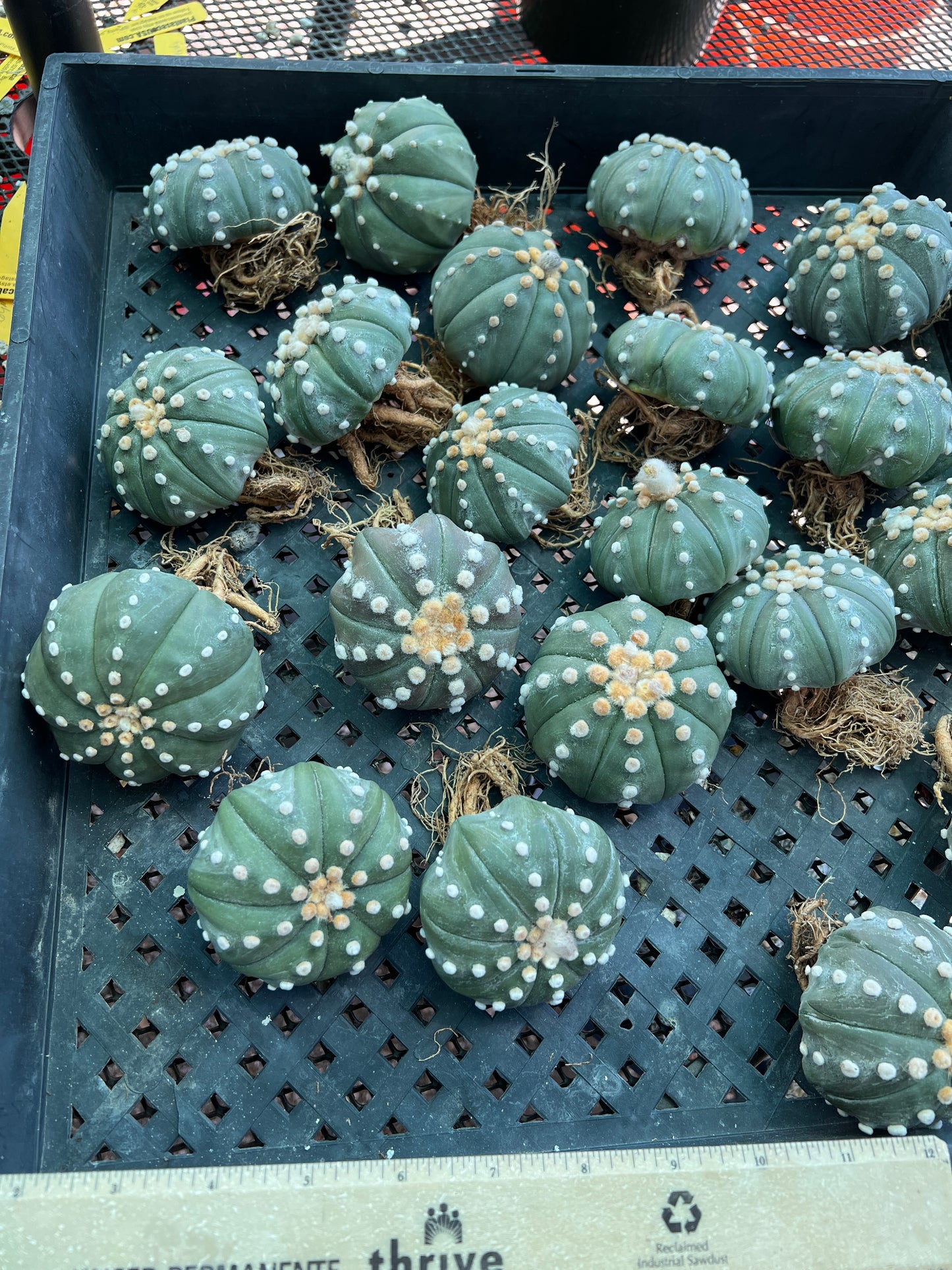 Astrophytum asterias 3 inch+ cheap deal