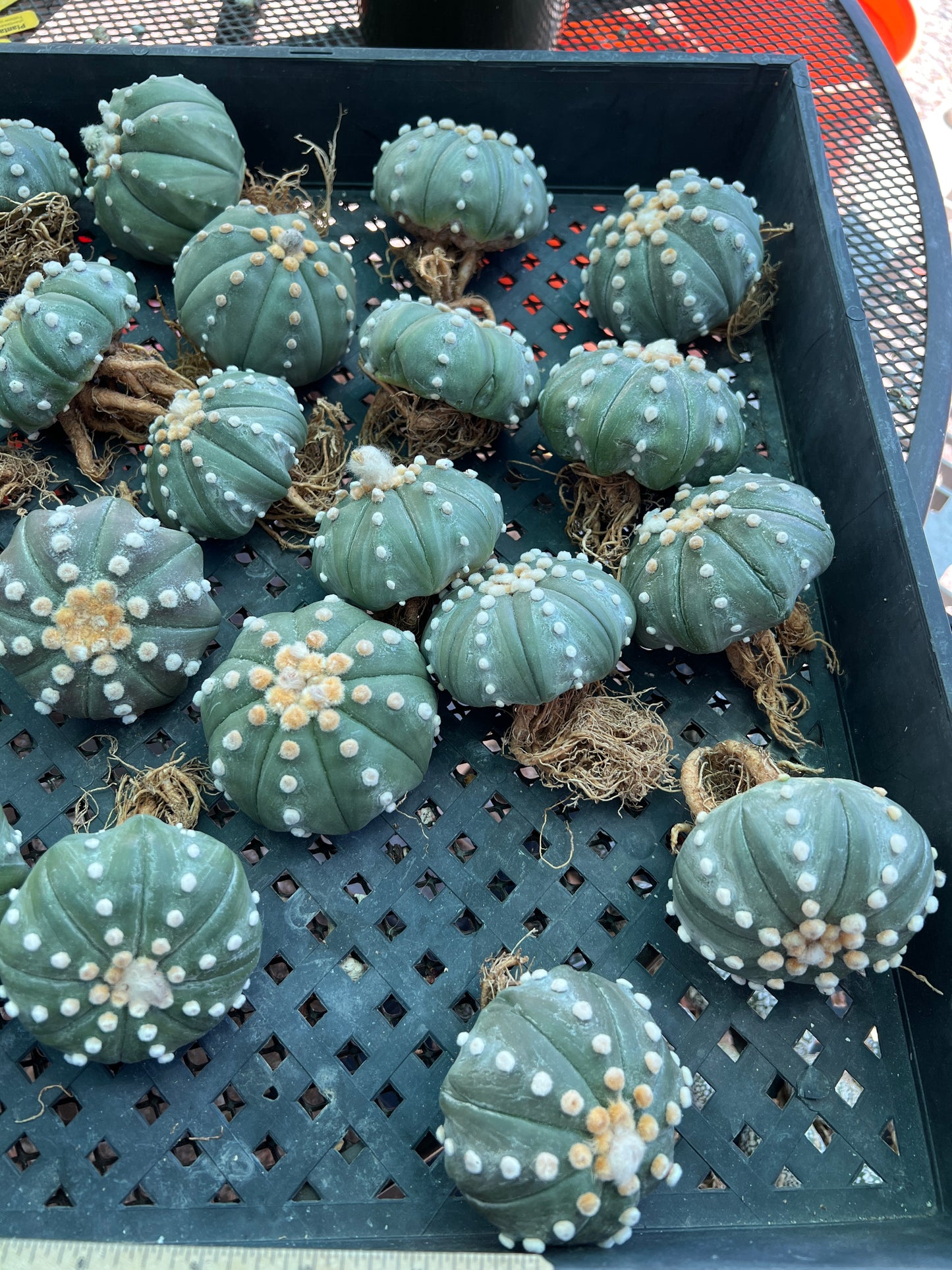 Astrophytum asterias large plant >3 inch, 3 plants for 60$ shipped