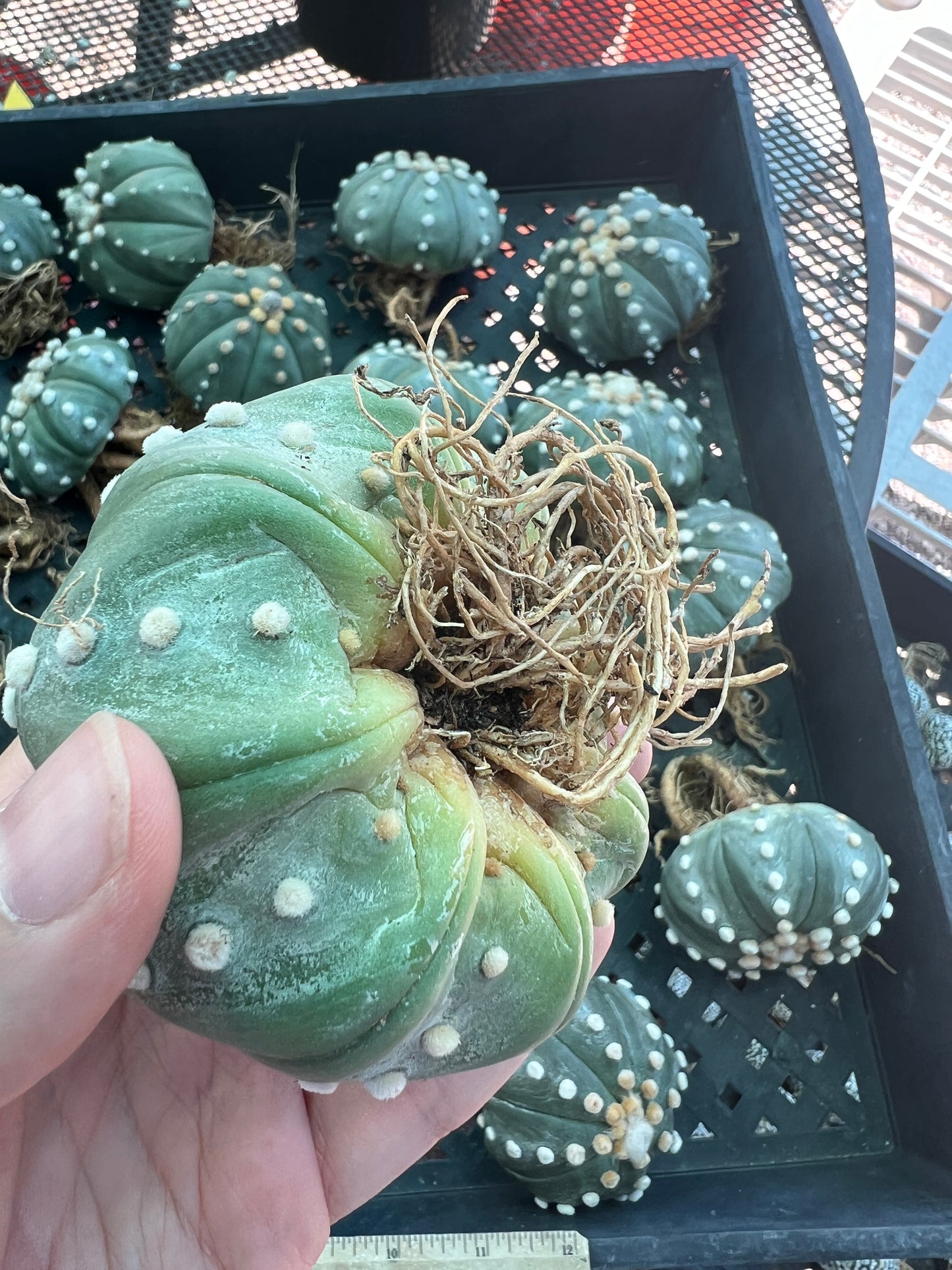 Astrophytum asterias large plant >3 inch, 3 plants for 60$ shipped