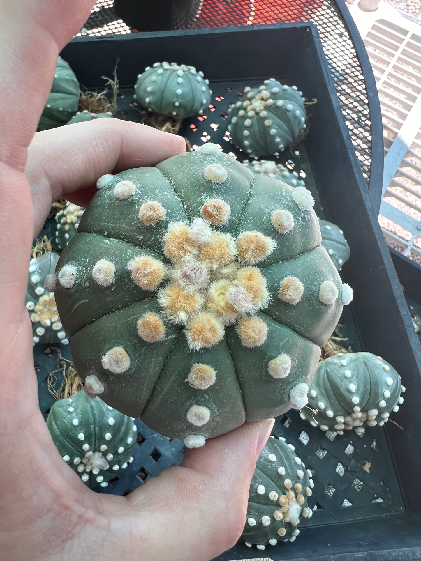 Astrophytum asterias large plant >3 inch, 3 plants for 60$ shipped