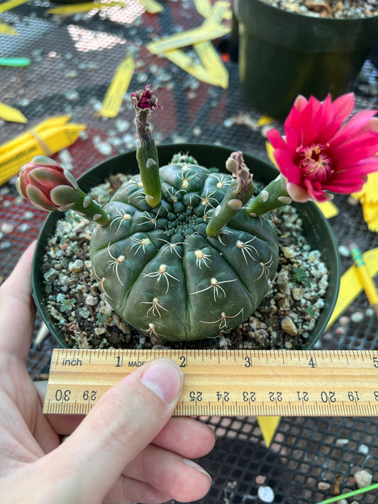 Gymnocalycium schreteri cactus in 6 inch pot with pup