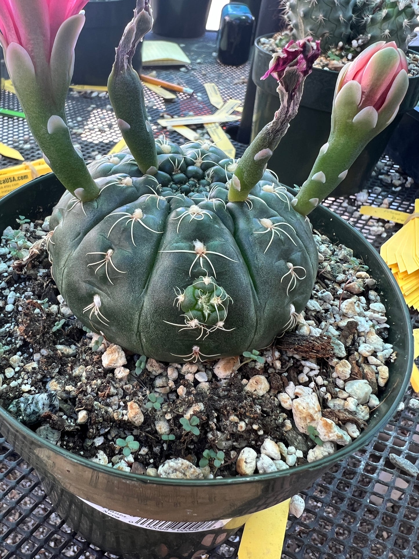 Gymnocalycium schreteri cactus in 6 inch pot with pup