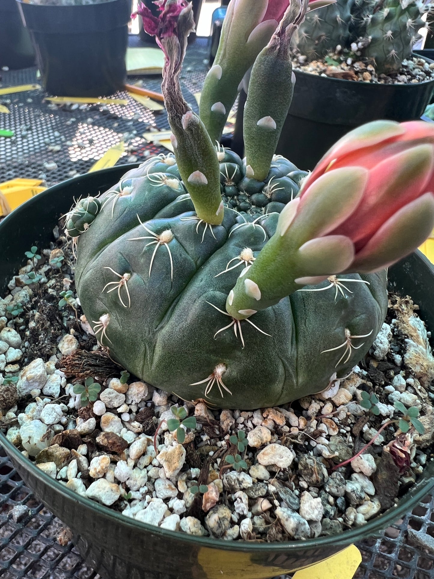 Gymnocalycium schreteri cactus in 6 inch pot with pup