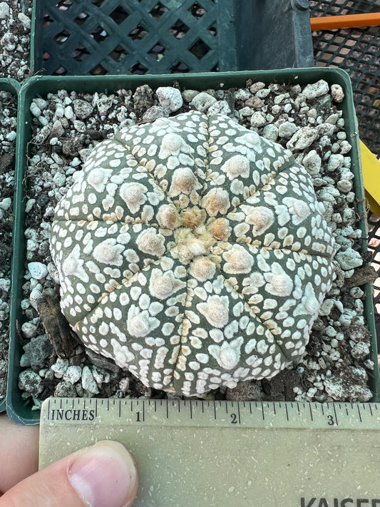 Astrophytum super kabuto cactus in 4.25 inch pot #1 v type