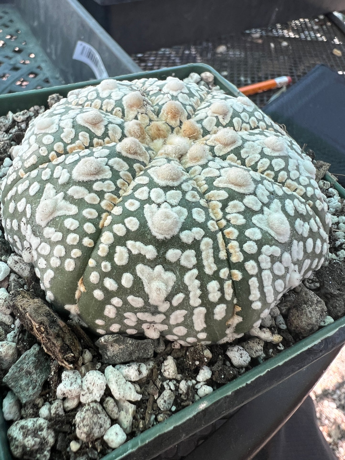 Astrophytum super kabuto cactus in 4.25 inch pot #1 v type