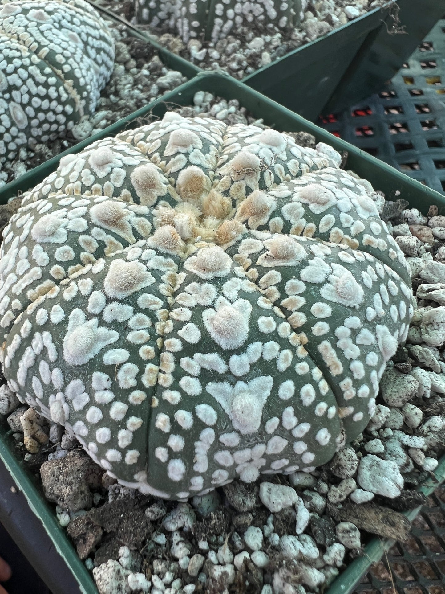 Astrophytum super kabuto cactus in 4.25 inch pot #1 v type