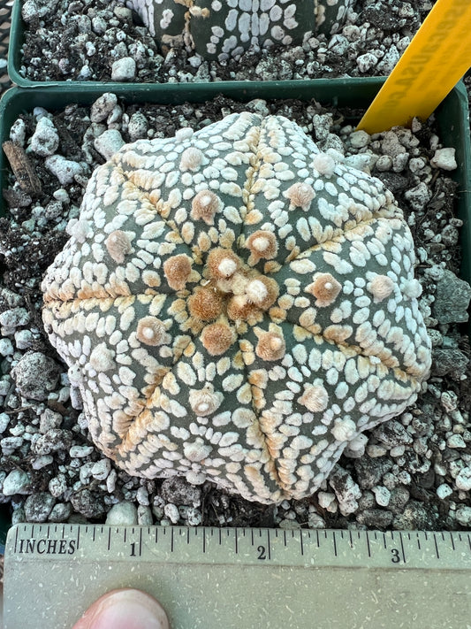 Astrophytum super kabuto star shape #4 in 4.25 inch pot