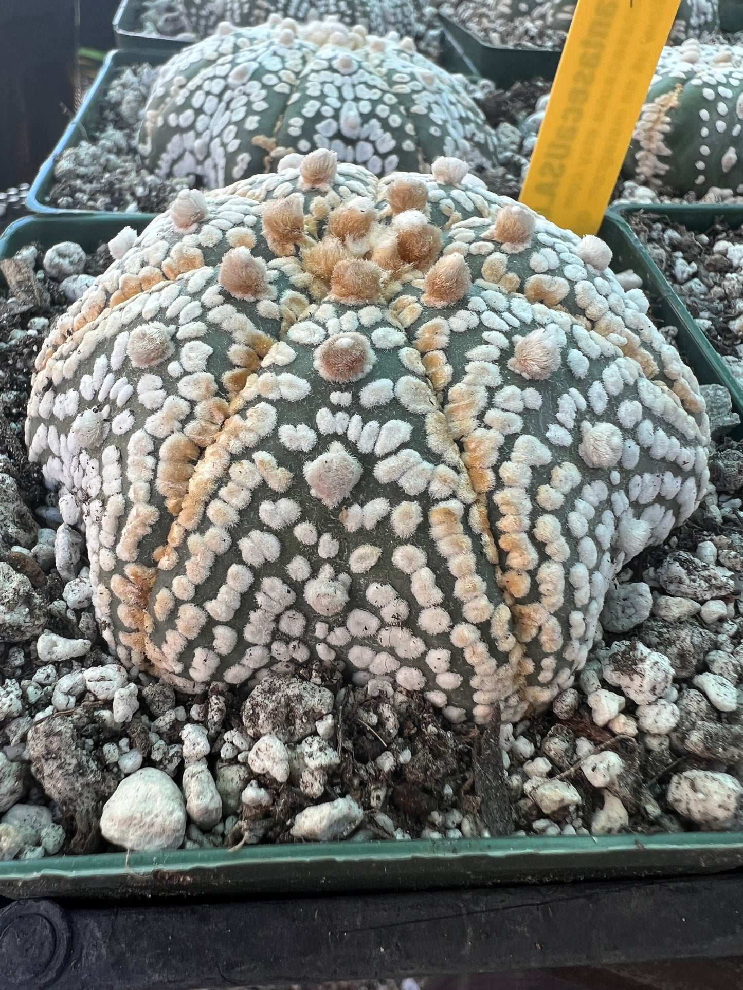 Astrophytum super kabuto star shape #4 in 4.25 inch pot