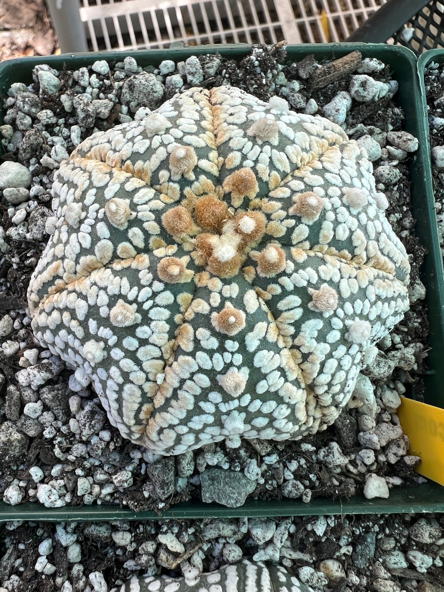 Astrophytum super kabuto star shape #4 in 4.25 inch pot