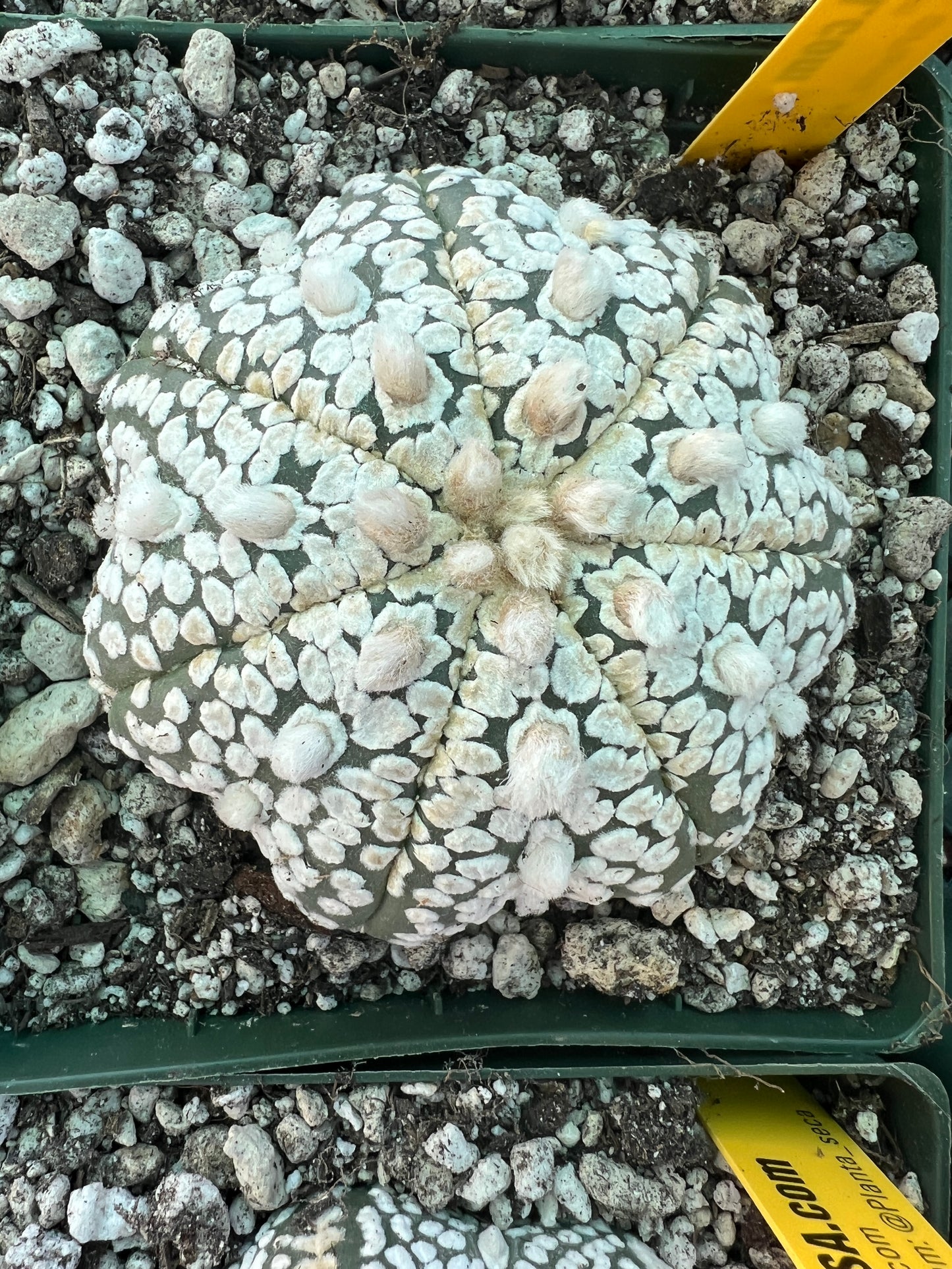 Astrophytum super kabuto star shape #5