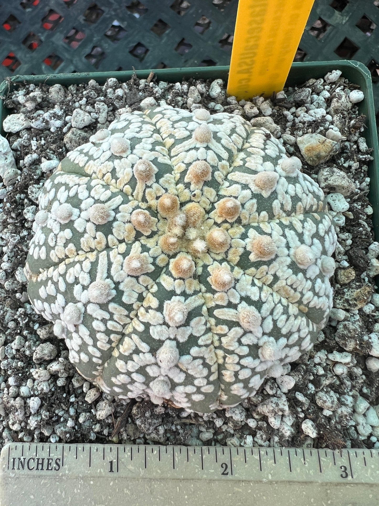 Astrophytum super kabuto cactus #8