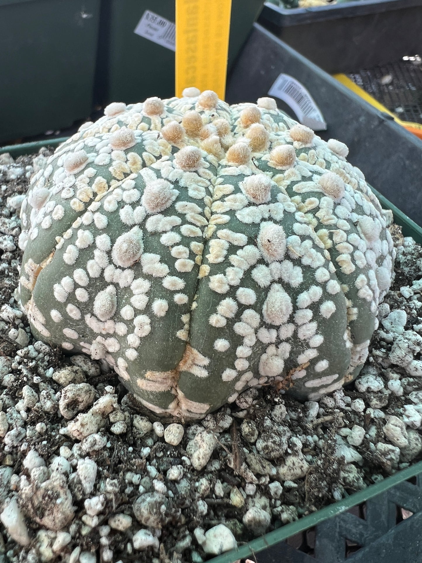 Astrophytum super kabuto cactus #8