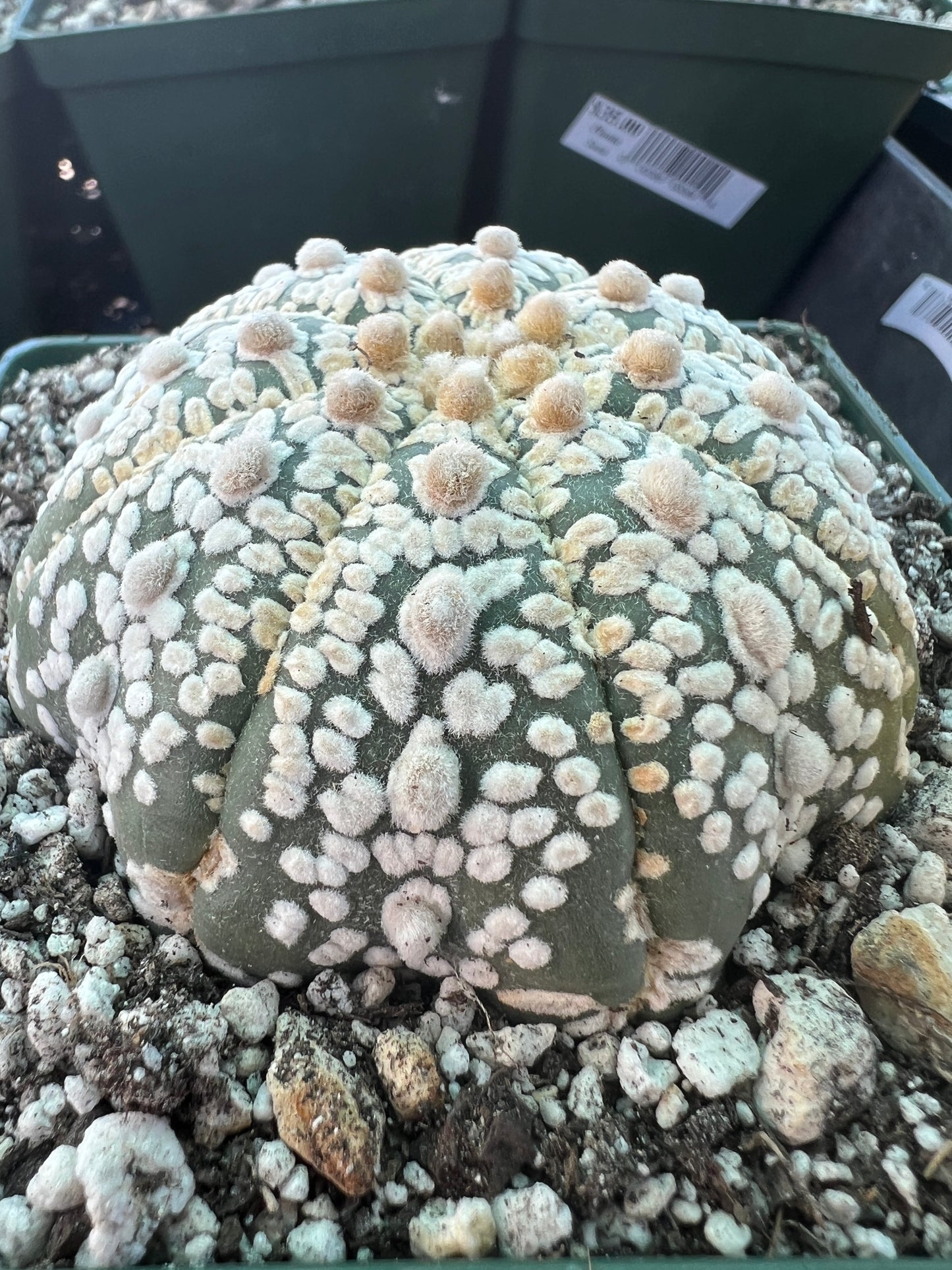 Astrophytum super kabuto cactus #8