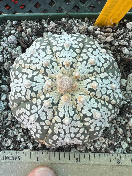 Astrophytum super kabuto 3 inch size #10