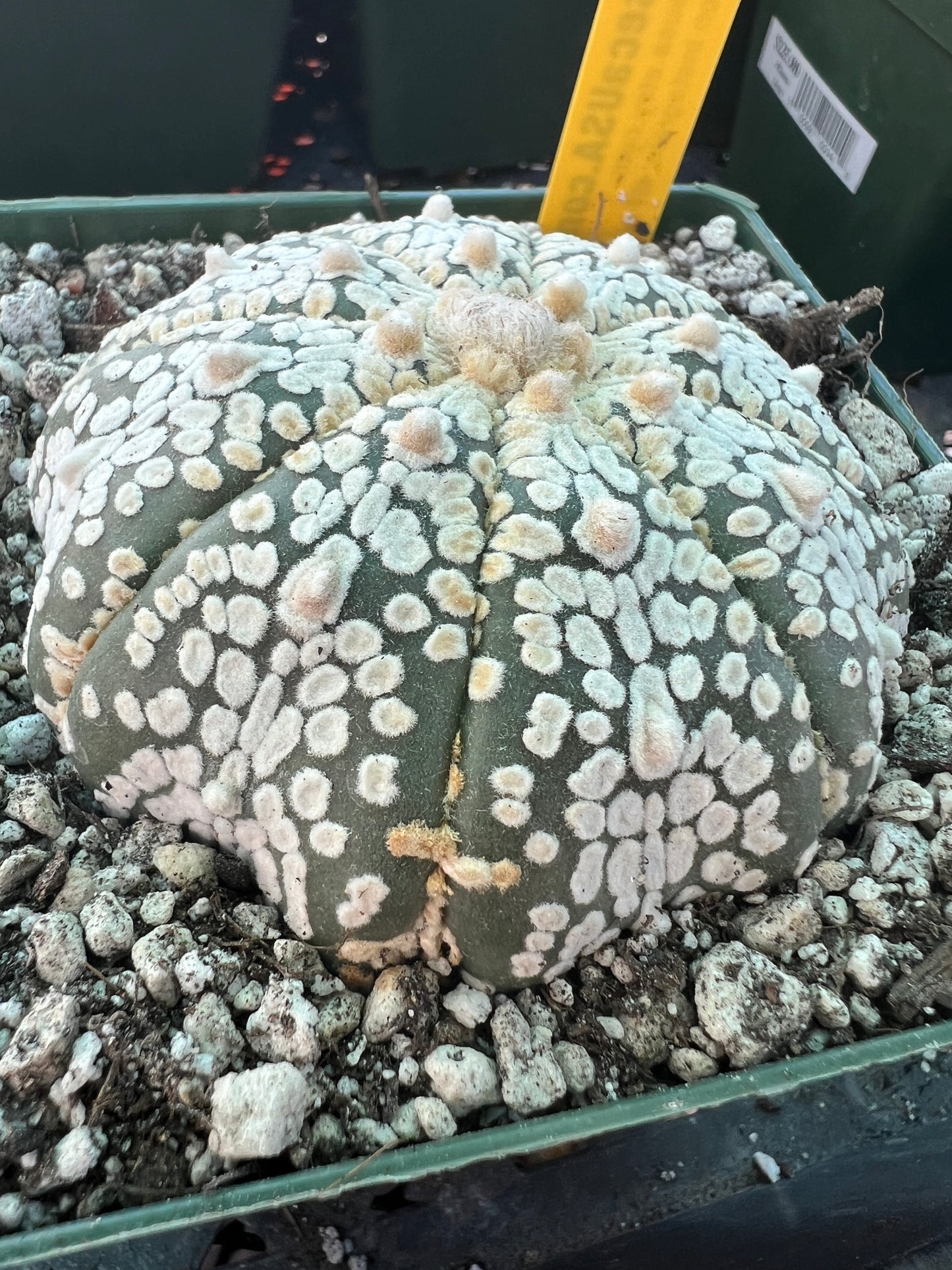 Astrophytum super kabuto 3 inch size #10