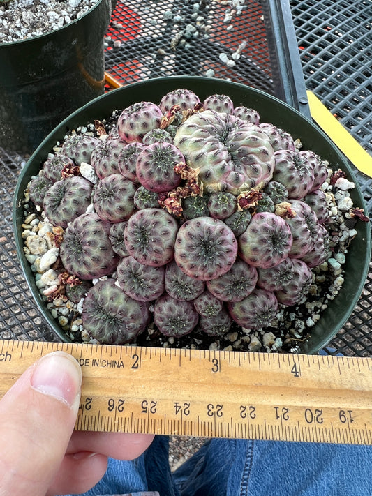 Rebutia rauschii violaceidermis cactus in 6 inch pot