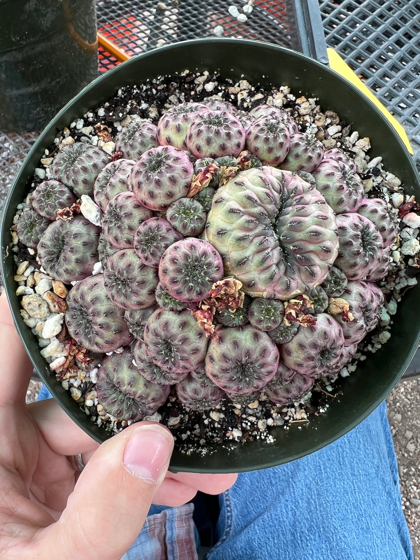 Rebutia rauschii violaceidermis cactus in 6 inch pot