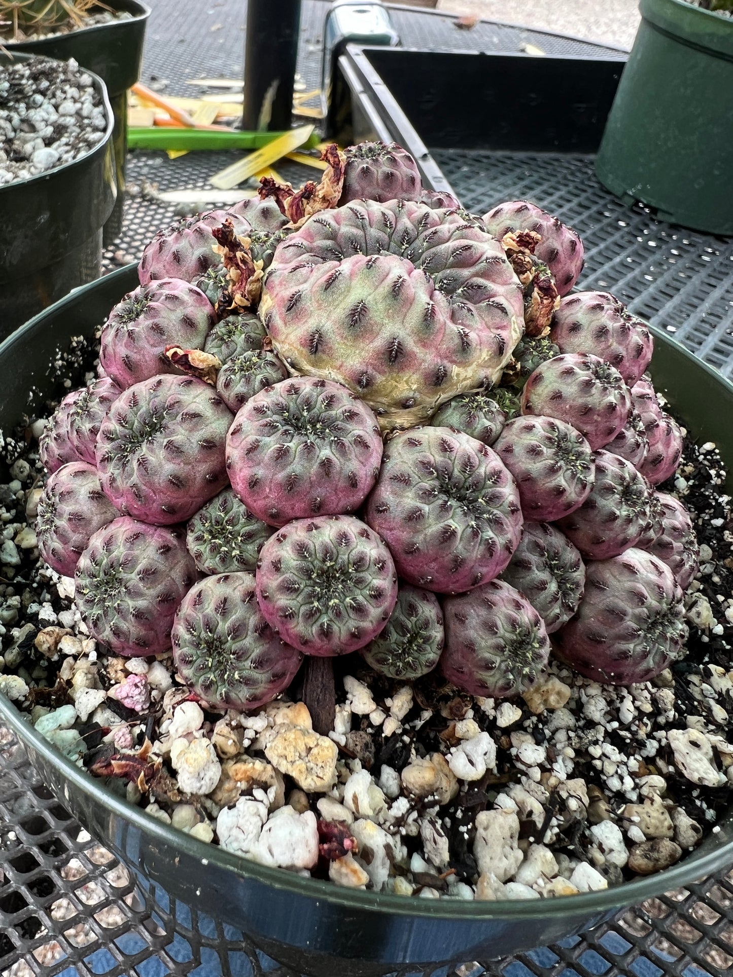 Rebutia rauschii violaceidermis cactus in 6 inch pot