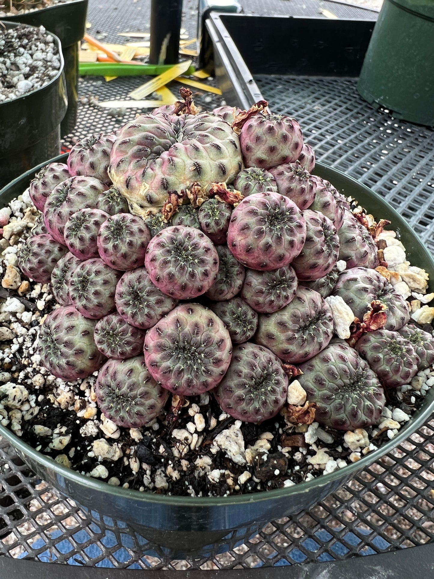 Rebutia rauschii violaceidermis cactus in 6 inch pot