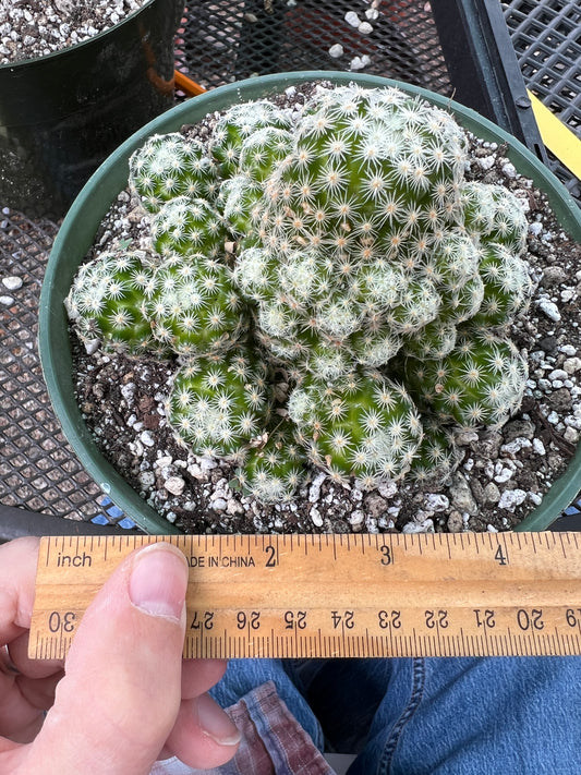 Mammillaria giselae cactus in 6 inch pot rare