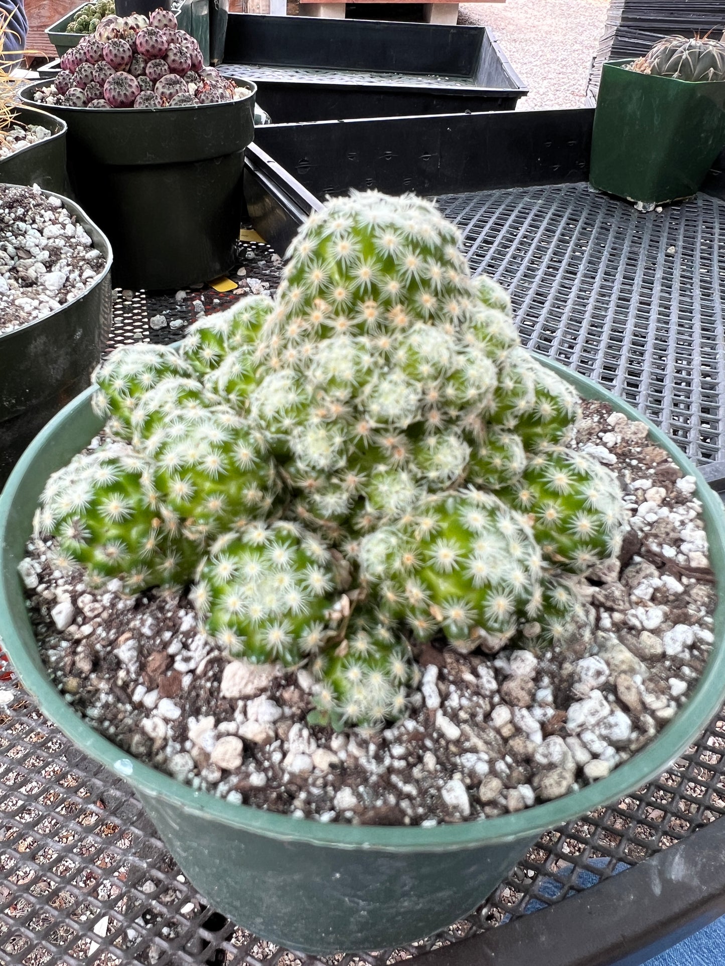 Mammillaria giselae cactus in 6 inch pot rare