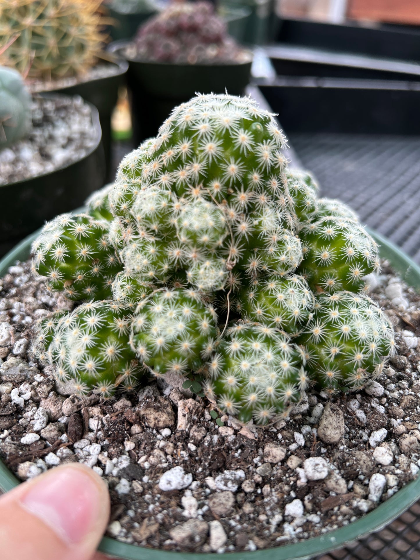 Mammillaria giselae cactus in 6 inch pot rare