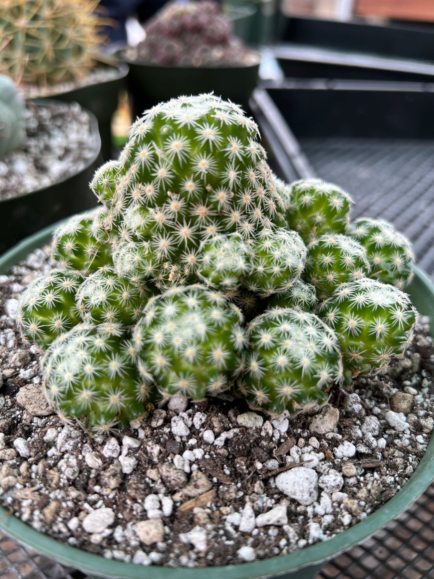 Mammillaria giselae cactus in 6 inch pot rare