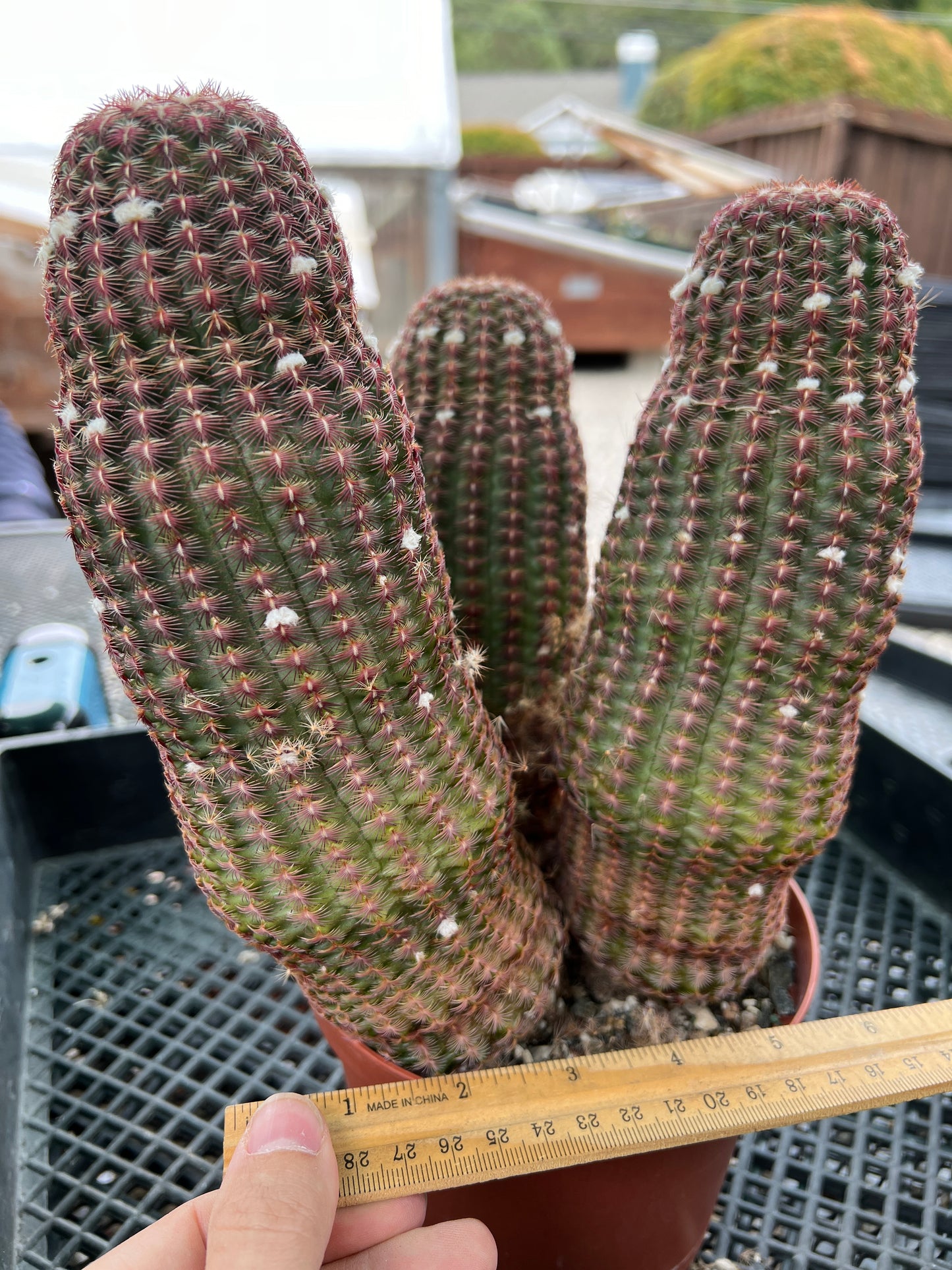 Echinocereus rubispinus cactus in 6 inch pot three headed specimen