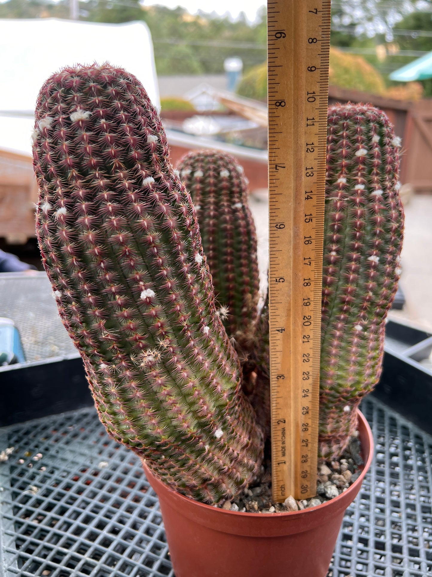 Echinocereus rubispinus cactus in 6 inch pot three headed specimen