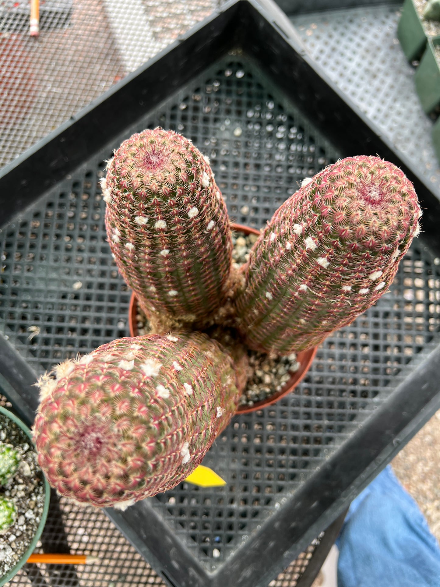 Echinocereus rubispinus cactus in 6 inch pot three headed specimen