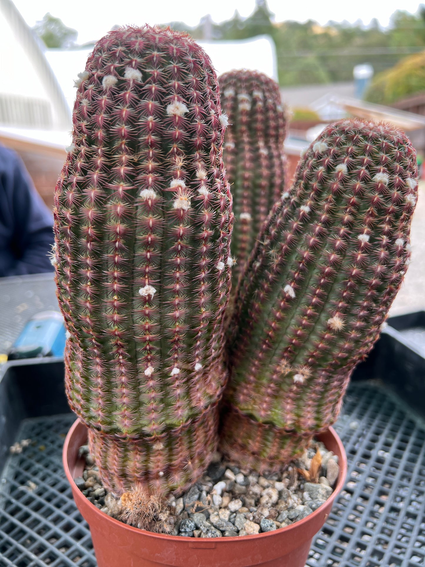 Echinocereus rubispinus cactus in 6 inch pot three headed specimen