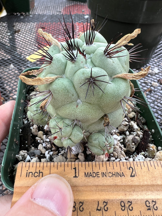 Ortegocactus macdougalii cactus in 3.25 inch pot