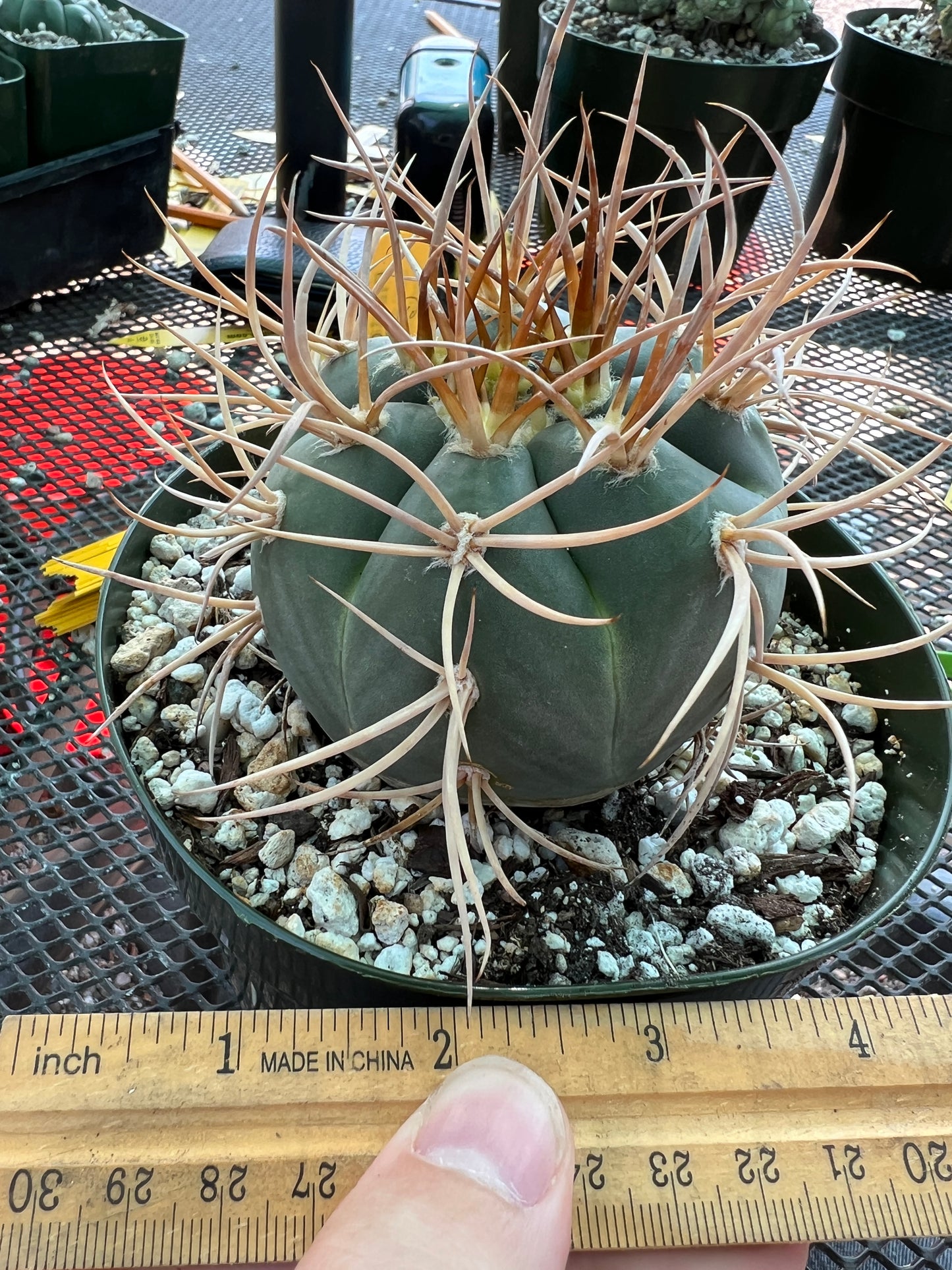 Gymnocalycium cardesianum cactus in 6 inch pot very spiny and nice, has a little growth mark