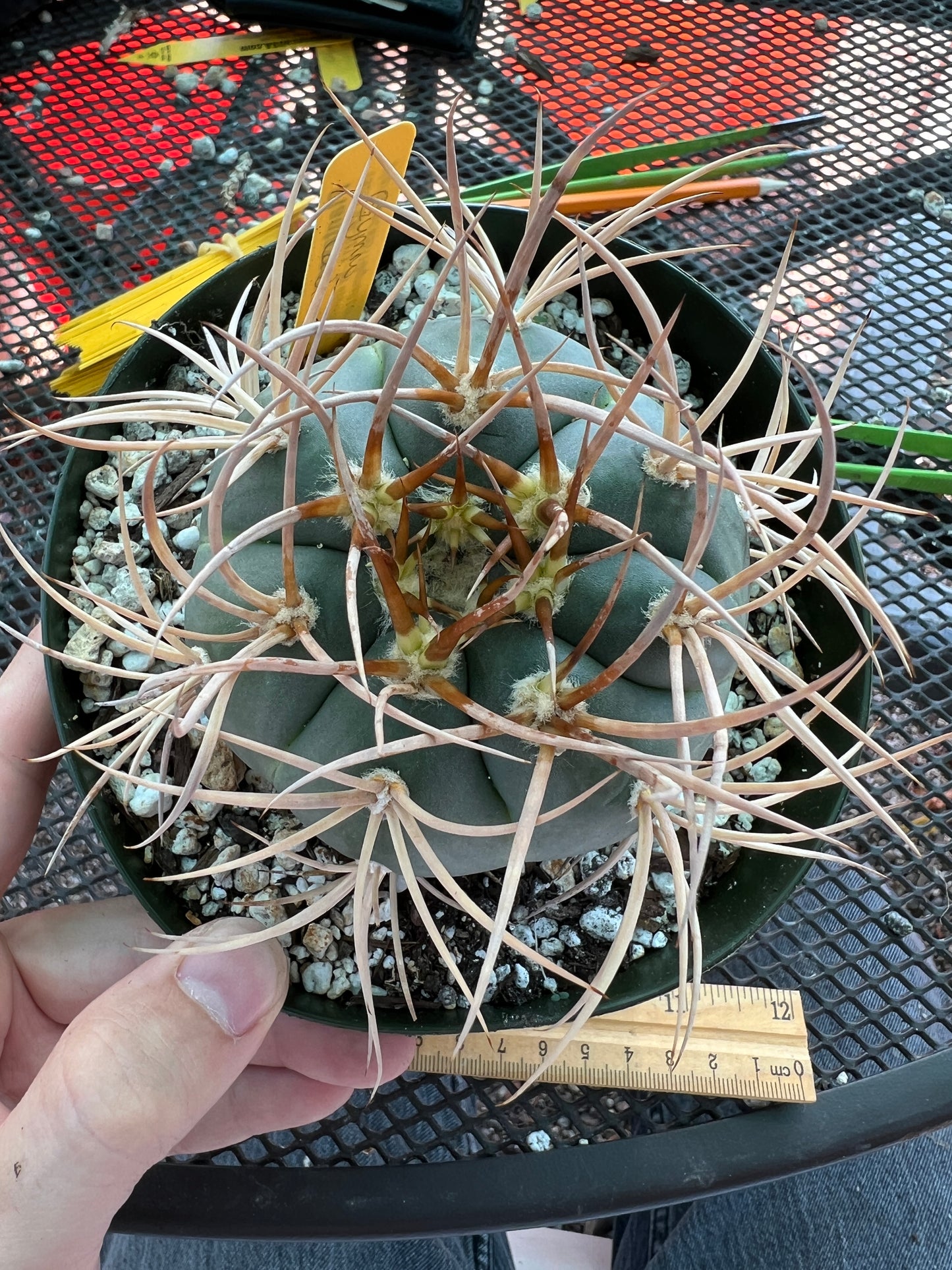 Gymnocalycium cardesianum cactus in 6 inch pot very spiny and nice, has a little growth mark