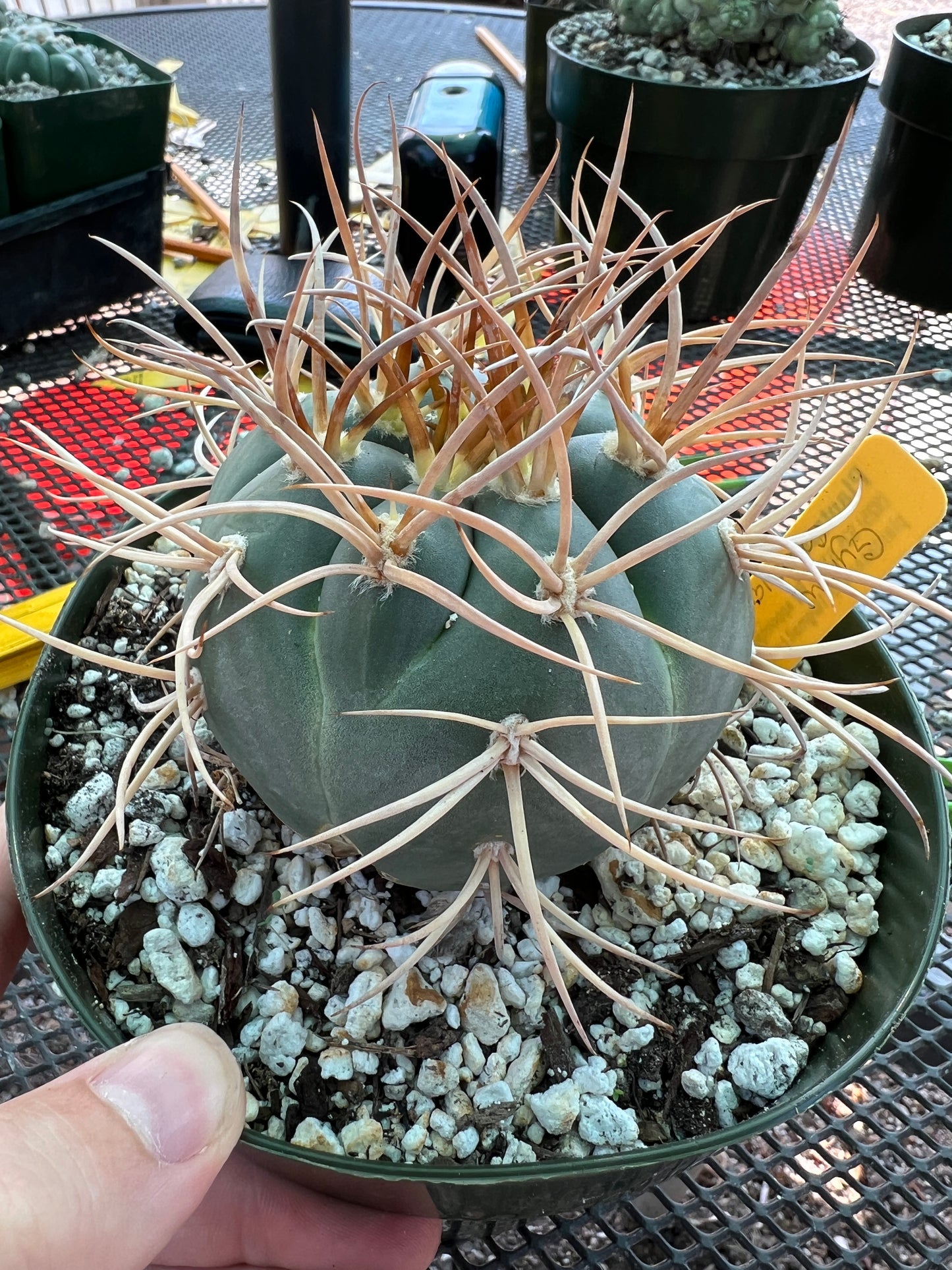 Gymnocalycium cardesianum cactus in 6 inch pot very spiny and nice, has a little growth mark